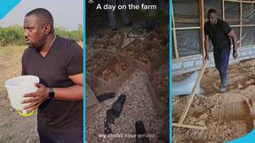John Dumelo visits his farm at 4am to build a coop for his chicks, rushes to Parliament, video