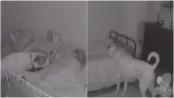 Video shows dog checking on owner's sleeping kids at night to make sure they're okay