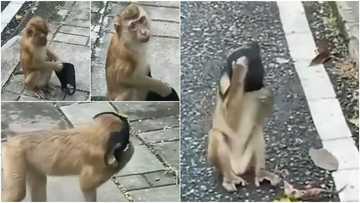 Social media reacts as monkey skillfully wears face masks to protect itself