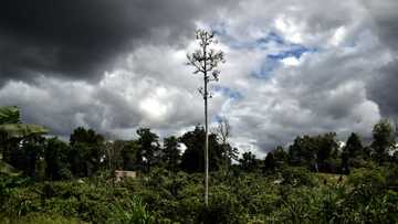 Papua New Guinea lifts ban on forest carbon credits