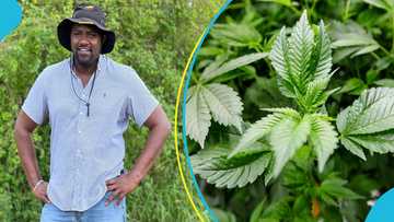 John Dumelo shows interest in being a ganja farmer after NACOC Bill 2023 passage, Ghanaians react