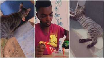 This is not right: Man causes cat to 'faint' after mixing alcohol with fish to feed it; peeps angry over viral video