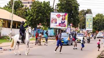 Ghana Police now uses trained horses for zebra-crossings; "but fix faulty traffic lights" - Ghanaians chide
