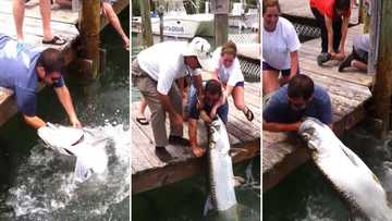 Video of man’s arm getting eaten by giant fish gets 5.8 million views, people are horrified