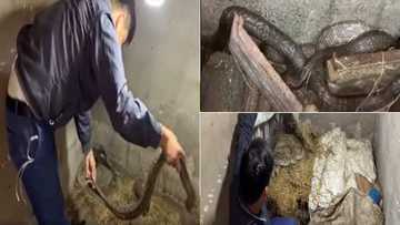 SnakeCatcher: Nerve-wracking video shows man trapping snakes with bare hands
