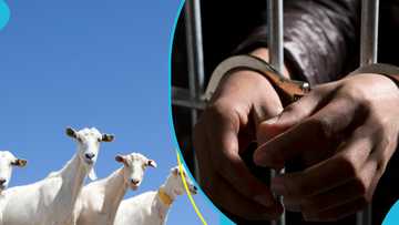 Drama ensues in court as two goat nabbers deny accusation levelled against them