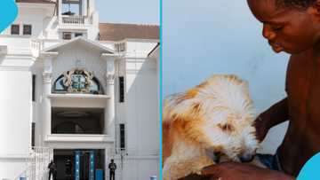 Group runs to Supreme Court to stop the eating of cats and dogs in Ghana