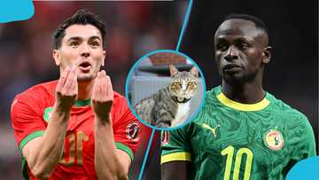 AFCON 2025: Cat that nailed R16 predictions reveals quarter-final picks (Videos)