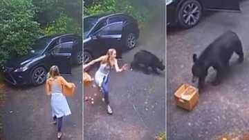 Bear scares living hell out of innocent lady in hectic clip; video cracks ribs