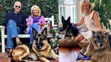 Champ and Major: Meet Biden's lovely dogs moving into the White House
