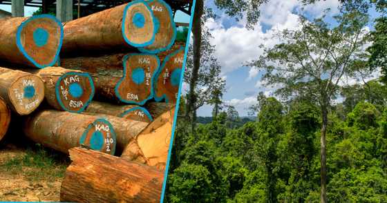 Timber Millers Warn Of Imminent Collapse Of Ghana's Timber Industry Due ...