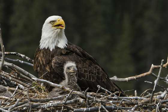 25 most aggressive animals that dominate land, sea, and sky - YEN.COM.GH