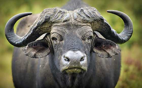 25 most aggressive animals that dominate land, sea, and sky - YEN.COM.GH