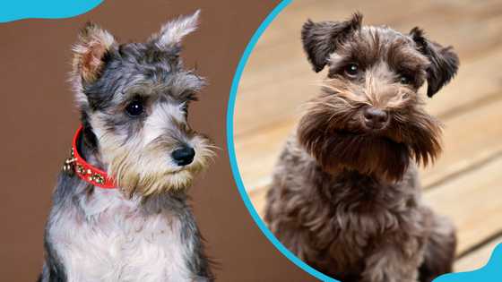 10 reasons why Schnauzers are the worst dogs: Things to consider before ...