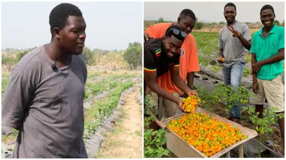 University Of Ghana graduate now turned pepper farmer advise youth to join: "I make GH¢30k a week"