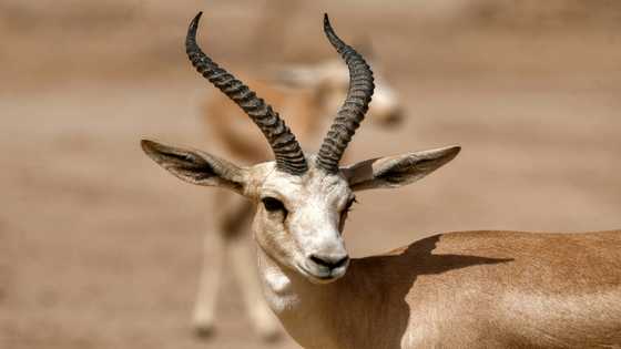 In a parched land, Iraqi gazelles dying of hunger
