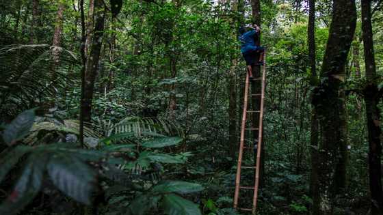 'Crowns of the forest': Indonesian helps orchids bloom again