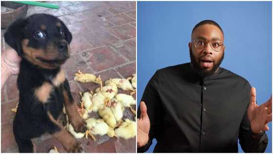 Man shares hillarious photo of naughty puppy with innocent face: Tweeps laugh hard
