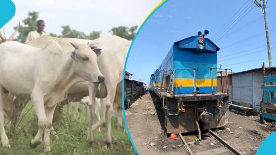 Accra-Tema train derails after hitting cow tied to the railway line at Avenor