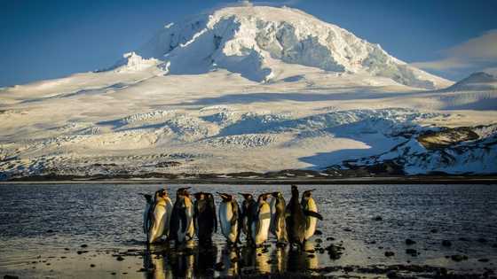 Penguin memes take flight after Trump tariffs remote island