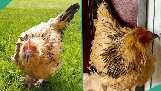 World's oldest chicken named Peanut dies at age 21 on Christmas Day