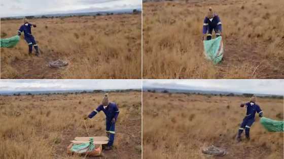 Funny video: terrified farm workers struggle to release massive python back into the wild