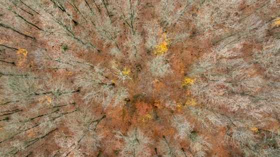 Tree branches to fleece jackets: Chemicals plant in Germany bets on biomass