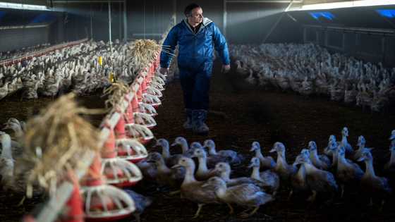 French foie gras in short supply, forcing farmers to adapt