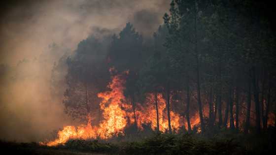 Ukraine war, climate favourites for Nobel Peace Prize