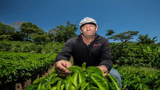 Costa Rica coffee farmers innovate as rainfall plummets