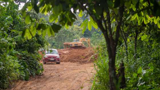 Ghana’s illegal gold mines are killing urgently needed medicinal plants