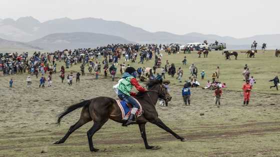 Lesotho's mountain jockeys race in the mist