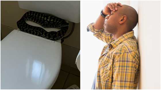 Fearful man finds huge snake hiding behind toilet seat after using it: “He got the fright of his life”
