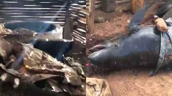 Axim residents turn dead dolphins to 'Momoni' and smoked fish for sale on the market