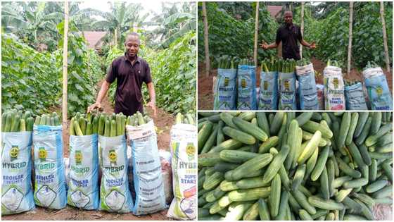 Graduate who Went into Farming Breaks the Internet With Huge Cucumbers he Harvested