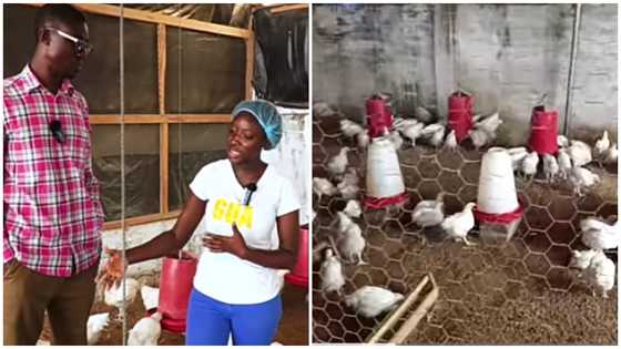 Young KNUST female graduate recalls how unemployment inspired her to become a poultry farmer: “I don’t regret it”