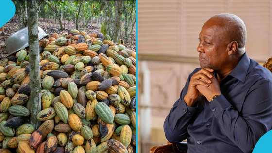 “I planted cocoa on 50 acres”: Mahama shares farmers' pain, says cocoa price cuts affected him too