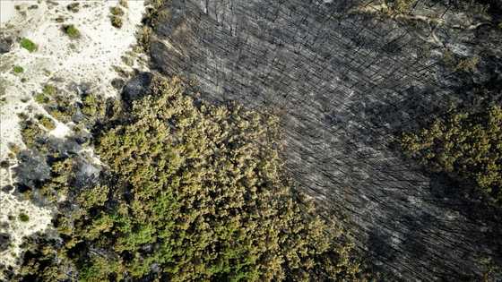 Europe fires already worse than in all 2021: monitor