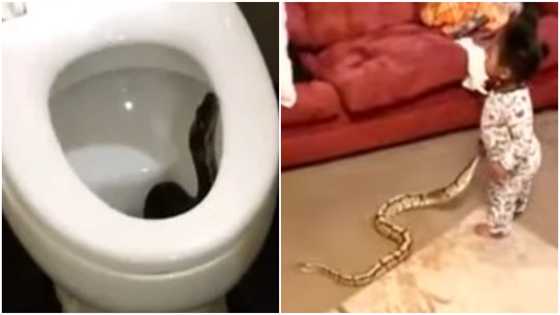 3 videos of snakes making scary moves; baby shakes mom to the core as she holds one in clip