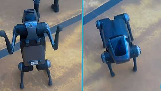 Tesla-like robot dog spotted in Ghana; netizens react