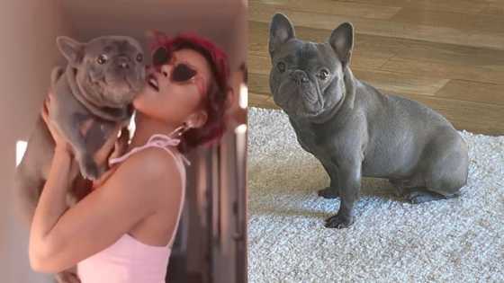 Taraji P Henson mourns death of her dog K-Ball: "I will miss my baby"