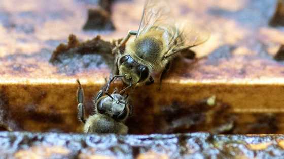 Rwanda bees being wiped out by pesticides