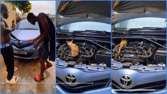 Ghanaian lady stunned as she finds cat on neighbour's car engine, blames witches in viral video