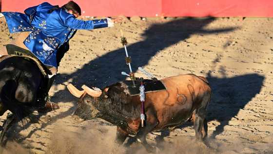 California's Portuguese community keeps bullfighting alive without bloodshed