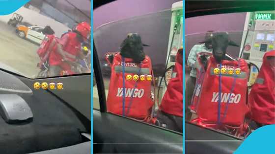 Ghanaian man delivers Christmas goat via motor in hilarious video
