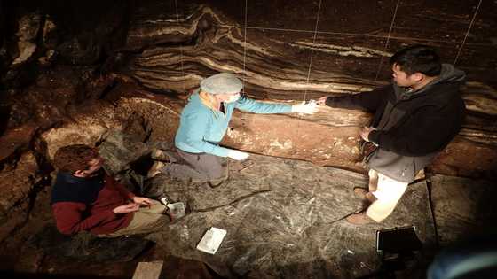 Nobel shines light on paleogenetics, study of ancient DNA