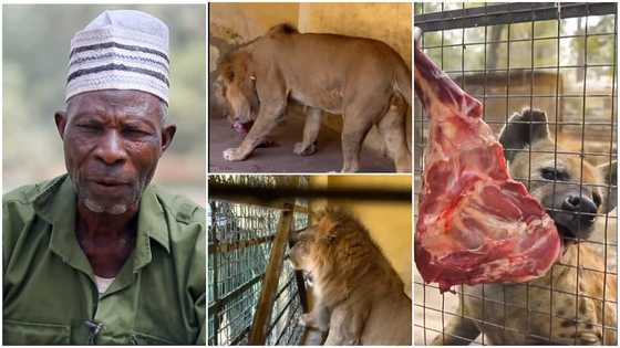 Bravest man alive: Man Who Has Been Feeding Lion, Others for 50 Years Speaks