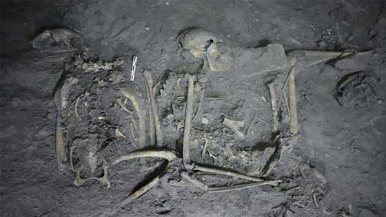 To strengthen ties, ancient Maya gifted neighbors a spider monkey
