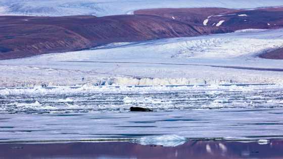 Thinning Greenland ice sheet may mean more sea level rise: study