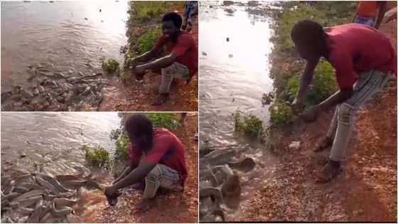 Man shows huge catfish in Ghana river, reveals reason why eating them is prohibited: "They solve our problems"